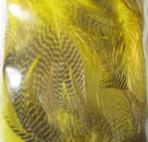 teal flank yellow Super Fly